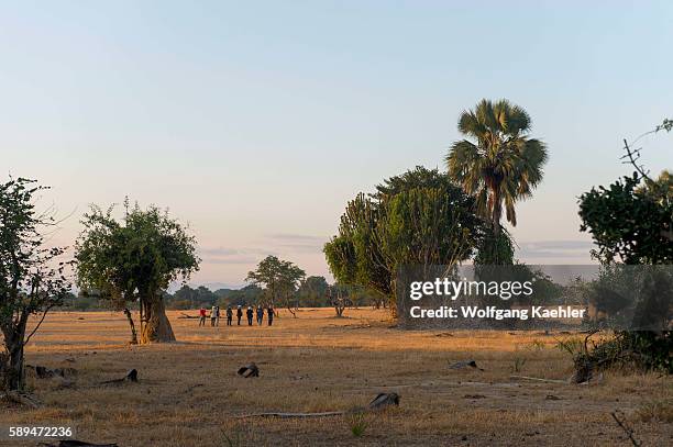 Walking safari at Mvuu lodge in Liwonde National Park, Malawi.
