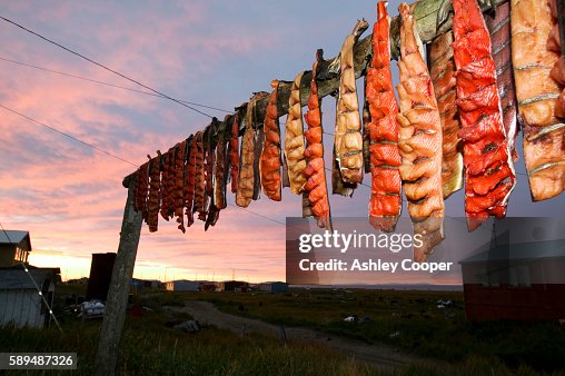Dry Fish Rack Alaska Salmon On Traditional Fish Drying Racks On Shishmaref A Tiny Island ...