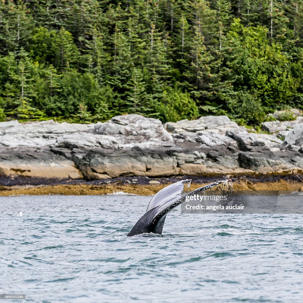 Humpback Whale Flukes in Juneau, Alaska