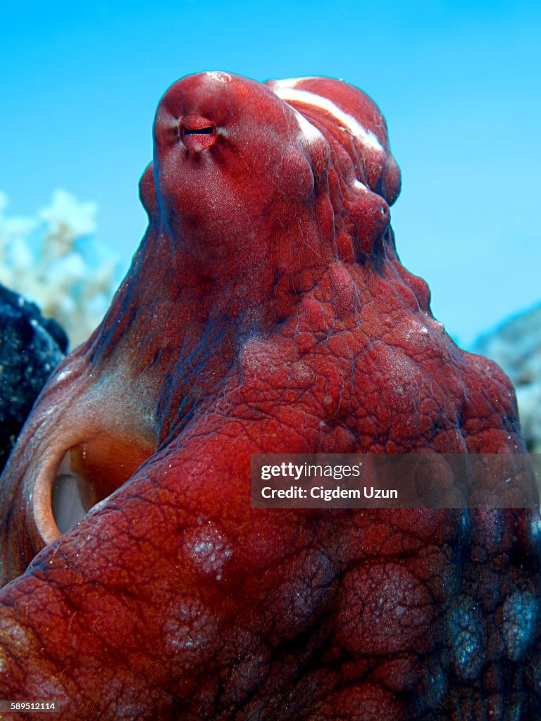 Reef Octopus(Octopus cyaneus).