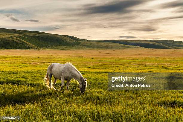 white horse in the mountains - anton petrus panorama of beautiful sunrise bildbanksfoton och bilder