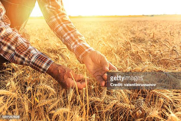 close up of hands examining wheat growth - cereal plant bildbanksfoton och bilder