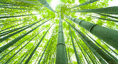 Bamboo growth, look from below