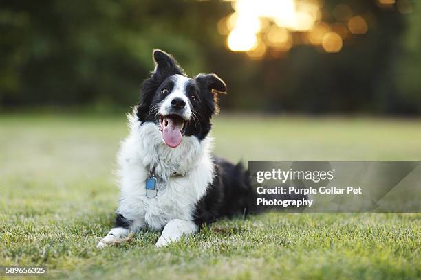 happy border collie dog outdoors - border collie foto e immagini stock