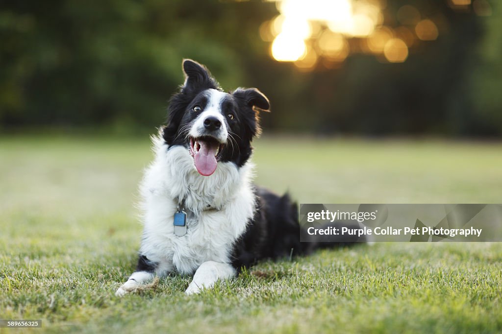 Happy border collie dog outdoors