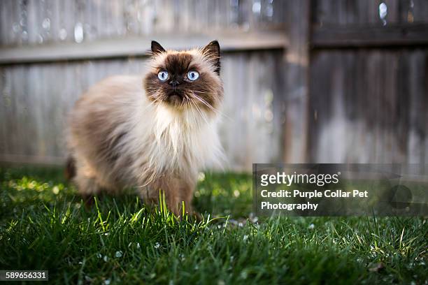 himalayan cat outdoors - himalayan cat stock pictures, royalty-free photos & images