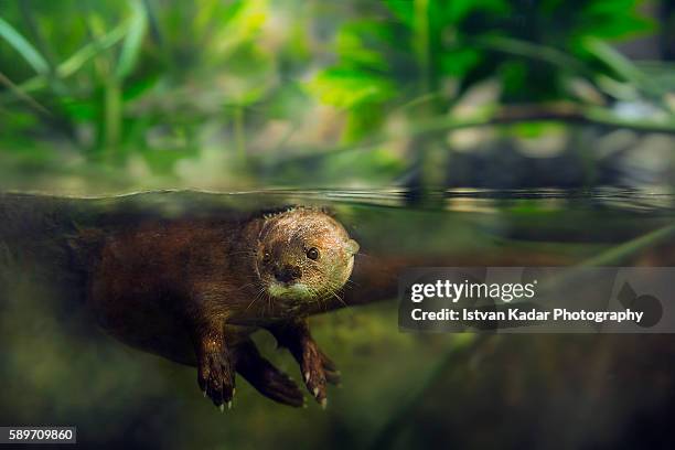 spotted-necked otter (lutra maculicollis) underwater - otter stock pictures, royalty-free photos & images