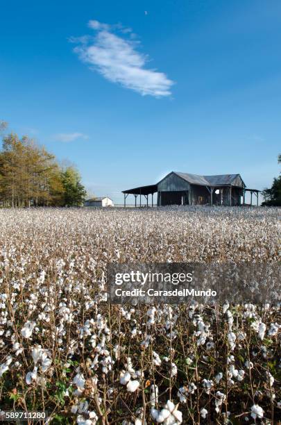 cotton field at the heart of the mississippi delta - mississippi - südstaaten stock-fotos und bilder