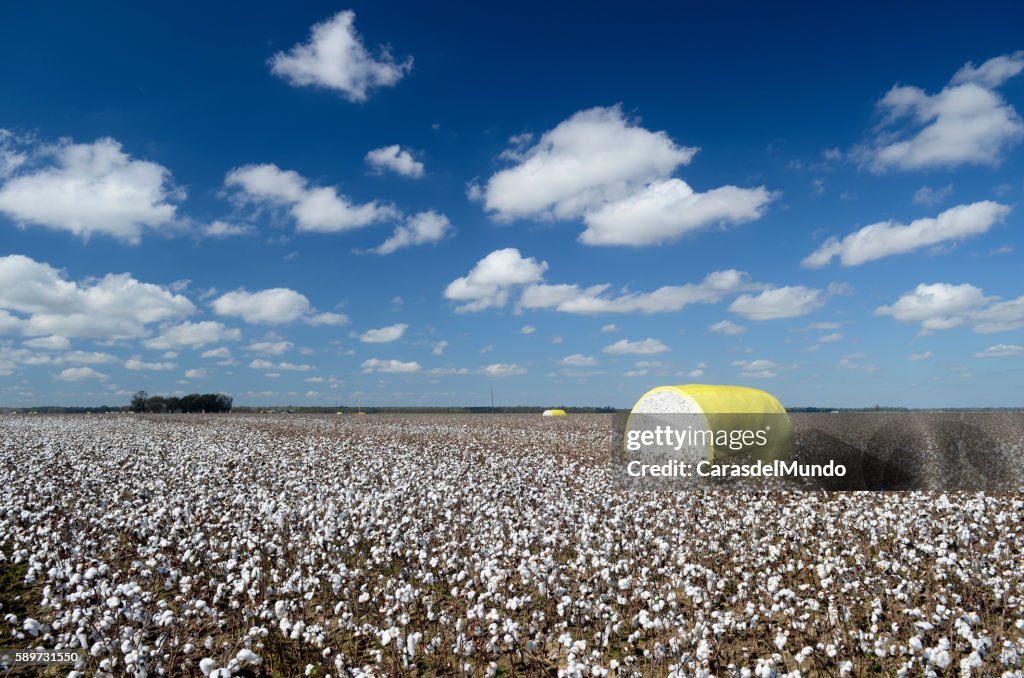 Cotton field at the heart of the Mississippi Delta - Mississippi