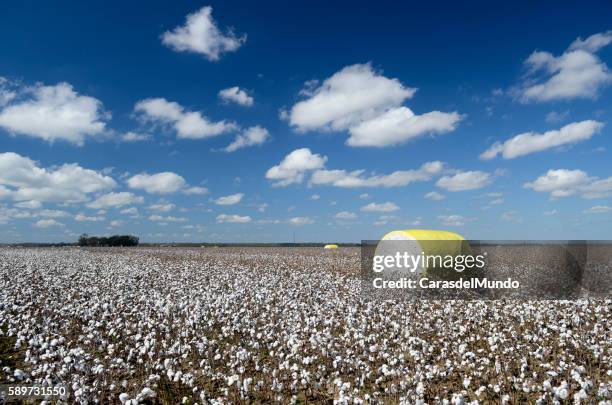 cotton field at the heart of the mississippi delta - mississippi - mississippi delta 個照片及圖片檔