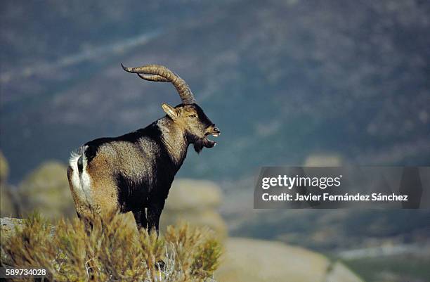 a large male iberian ibex (capra pyrenaica) with unfocused background in the sierra de gredos, avila, spain. - ibex fotografías e imágenes de stock