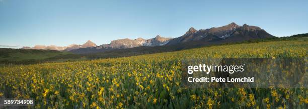 sun flowers field and mountain range - vendée fotografías e imágenes de stock