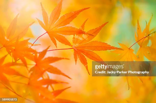 japanese maple leaves - esdoornblad stockfoto's en -beelden