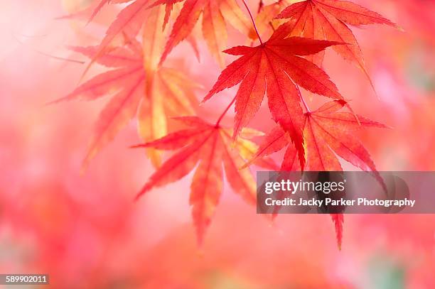 japanese maple leaves - japanese maple stock pictures, royalty-free photos & images