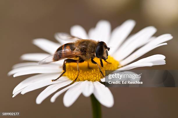 drone fly, a honey bee mimic on oxeye daisy - drone bee stock pictures, royalty-free photos & images