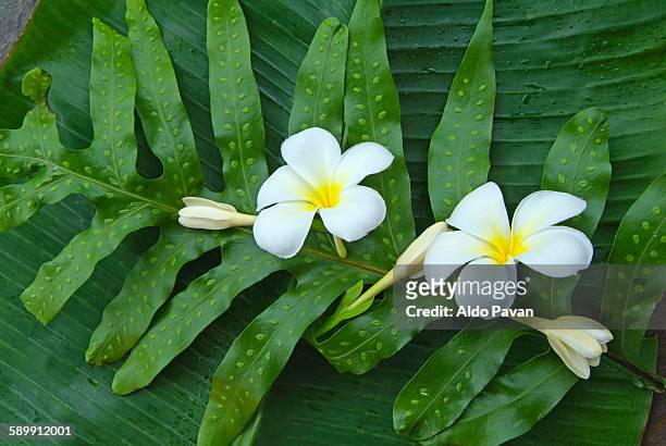 french polynesia, polynesian plant - gardenia stock pictures, royalty-free photos & images