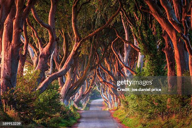 The Dark Hedges