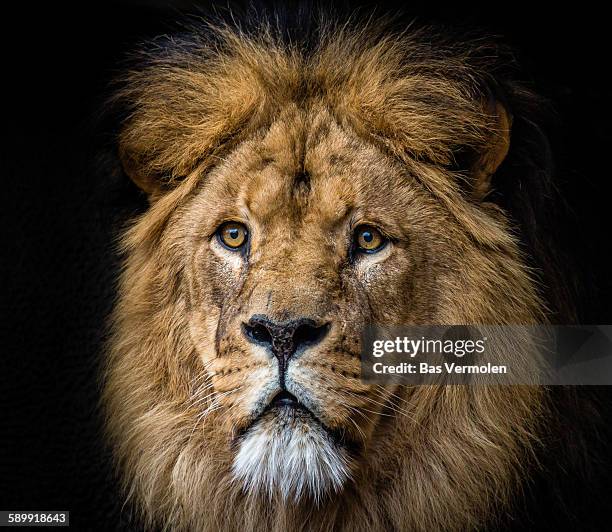 lion - huntmaster stock pictures, royalty-free photos & images