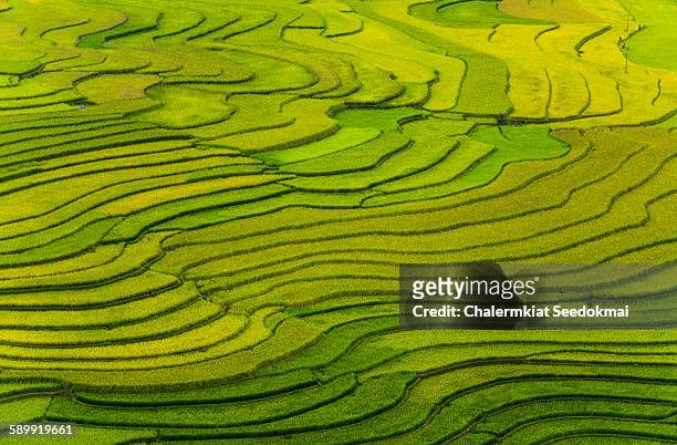 rice terraces at mu cang chai, vietnam - campo de arroz fotografías e imágenes de stock