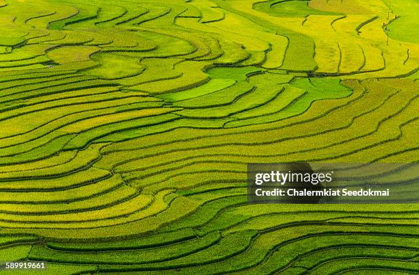 rice terraces at mu cang chai, vietnam - terraced field stock pictures, royalty-free photos & images