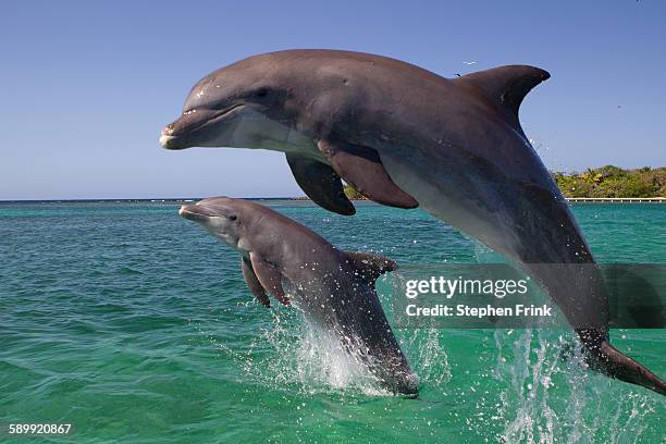 dolphin in open ocean - dolphin stock pictures, royalty-free photos & images