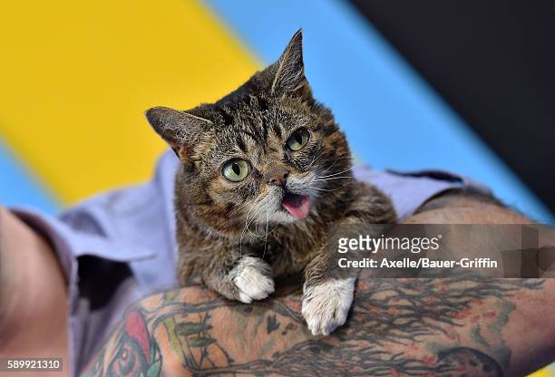 Lil Bub arrives at the premiere of EuropaCorp's 'Nine Lives' at TCL Chinese Theatre on August 1, 2016 in Hollywood, California.