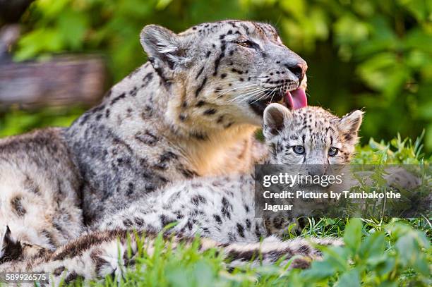 snow leopard mother licking cub - snow leopard stock pictures, royalty-free photos & images