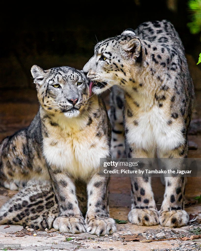 Leopard Cuddle Snow Leopard Couple High-Res Stock Photo - Getty Images