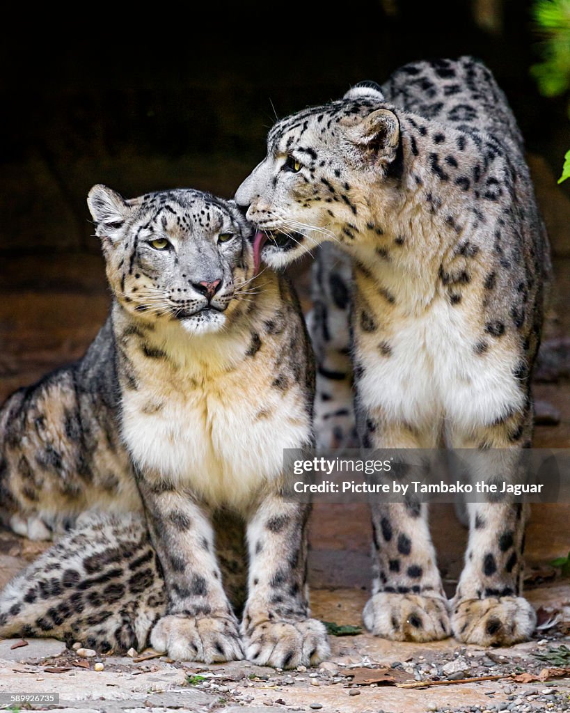 Snow leopard couple