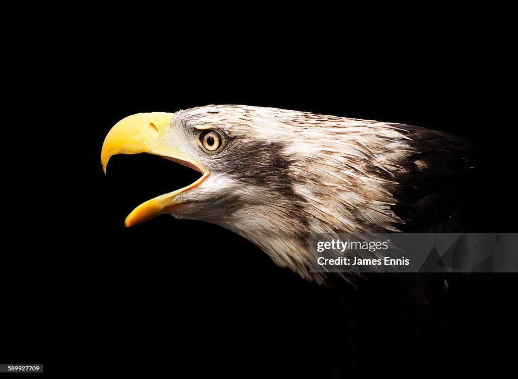 Bald eagle portrait