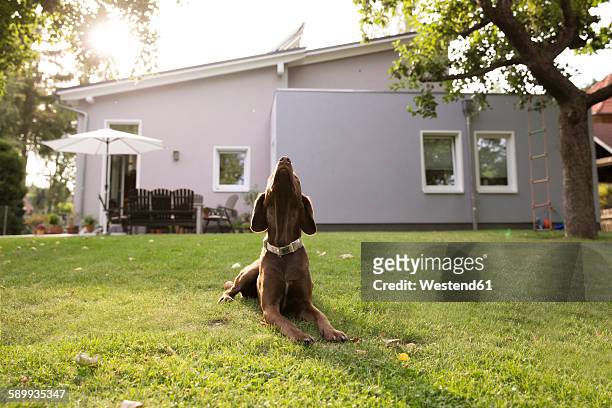 germany, eggersdorf, dog lying on lawn in garden - hund nicht mensch stock-fotos und bilder