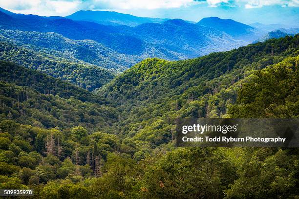 trees everywhere - bryson city north carolina stock pictures, royalty-free photos & images