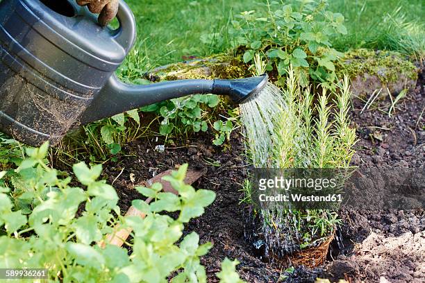 gardener watering rosemary in a backyard herb garden - almere stockfoto's en -beelden
