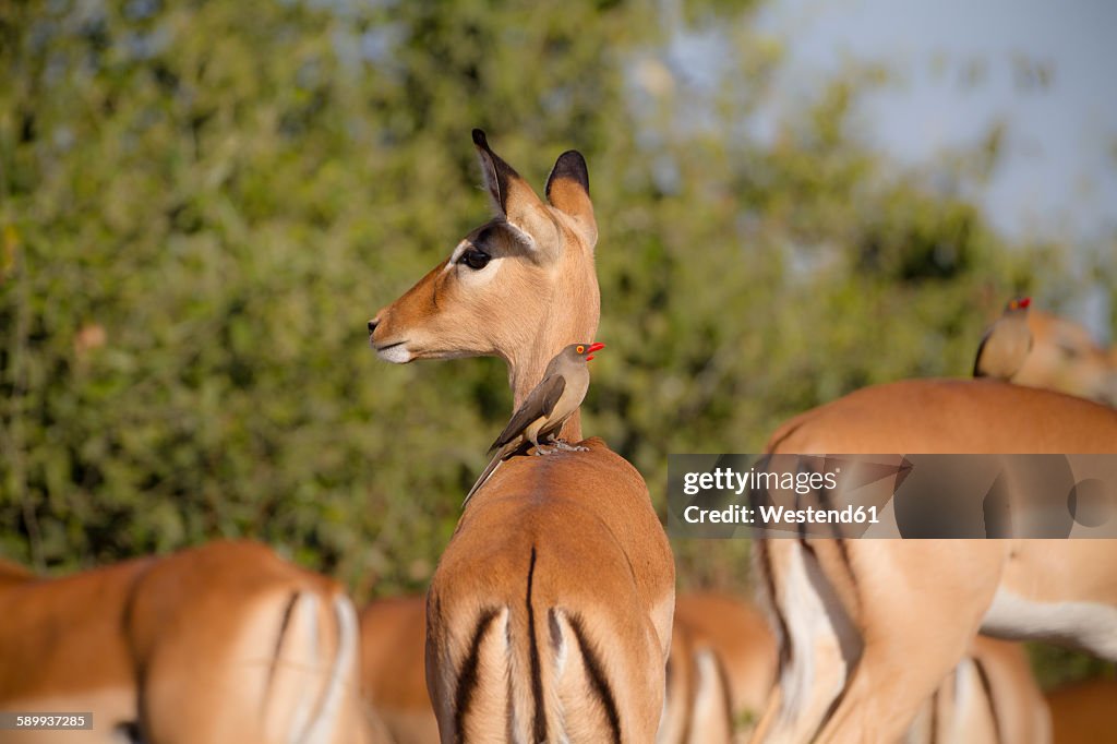 Botswana, Chobe National Park, oxpecker sitting on back of impala