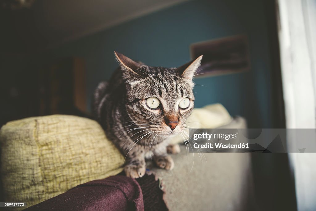 Alert cat at the top of couch at home