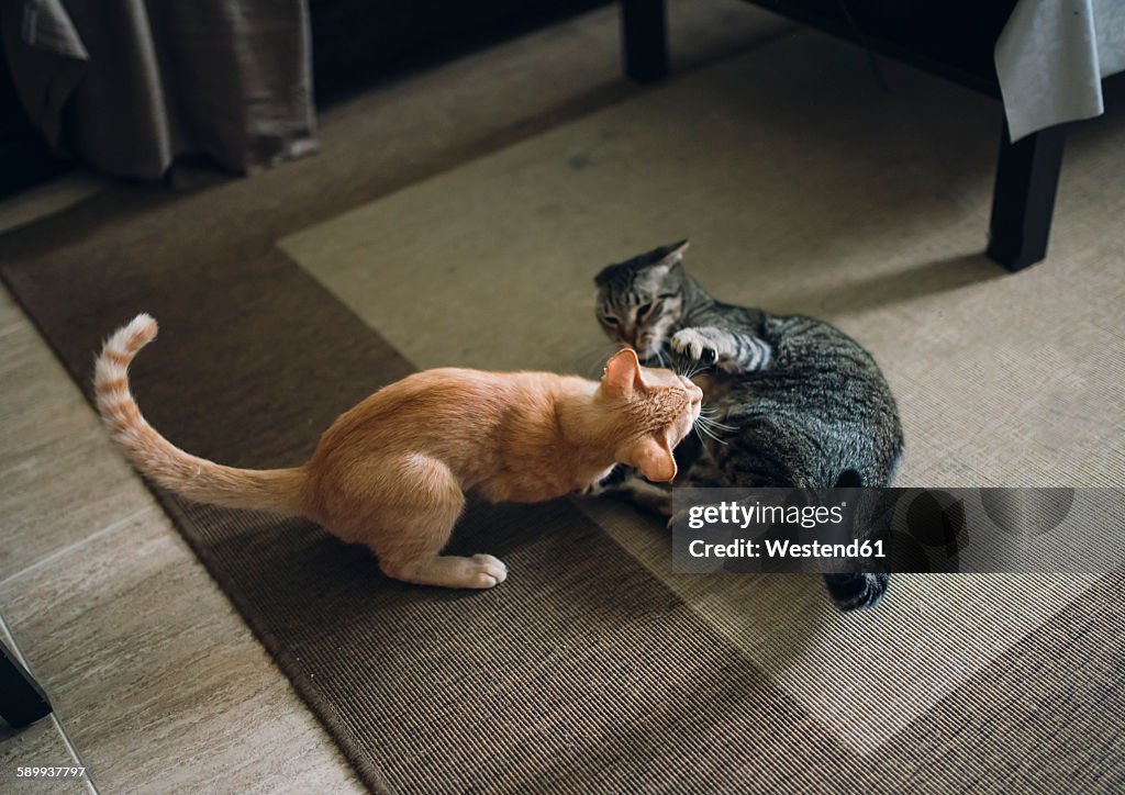 Two tabby cats play fighting in appartment