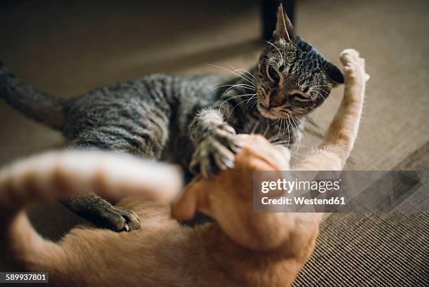 two tabby cats play fighting in appartment - 2 cats stock pictures, royalty-free photos & images