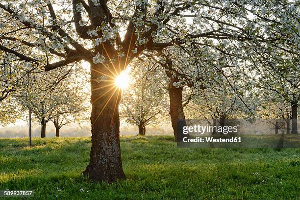 germany, black forest, blossoming cherry trees with sunrays near sunrise at backlight - cerejeira árvore frutífera - fotografias e filmes do acervo