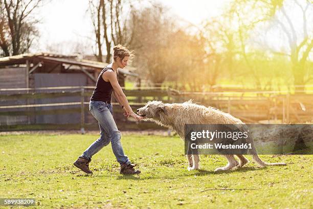 woman training irish wolfhound on a meadow - lobero irlandés fotografías e imágenes de stock