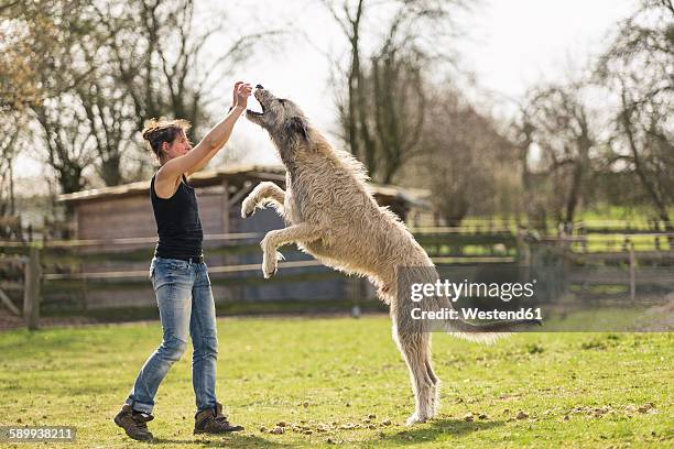 woman training irish wolfhound on a meadow - ierse wolfhond stockfoto's en -beelden