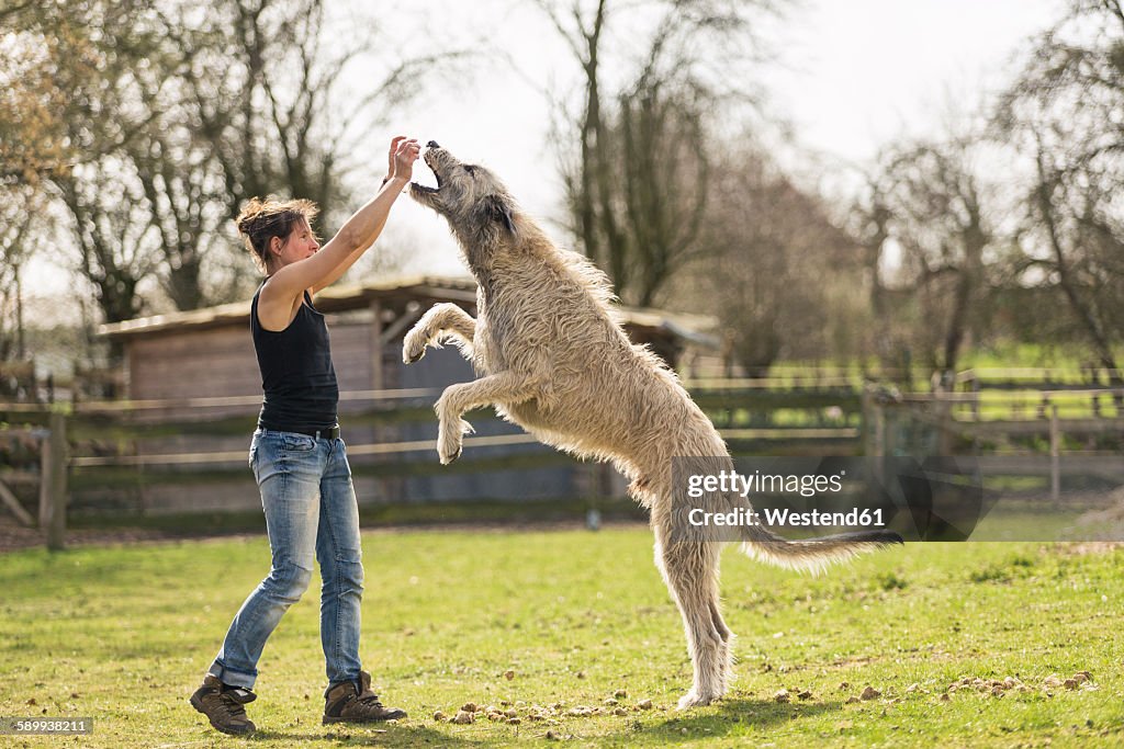 Woman training Irish Wolfhound on a meadow