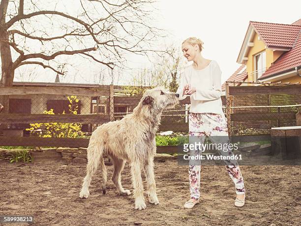 woman feeding irish wolfhound - irish wolfhound bildbanksfoton och bilder
