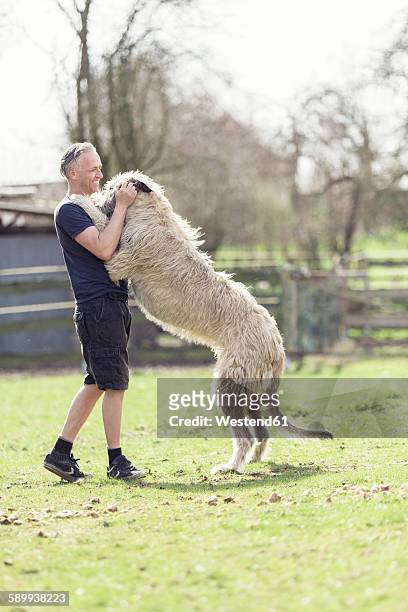 man with his irish wolfhound on a meadow - lobero irlandés fotografías e imágenes de stock