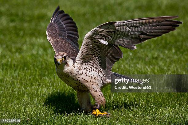 lanner falcon, falco biarmicus, spread wings - alfaneque imagens e fotografias de stock