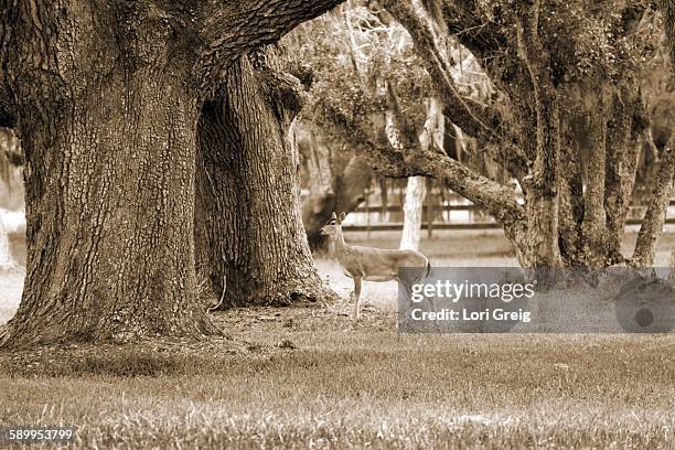 picturing autumn - live oak tree texas stock pictures, royalty-free photos & images