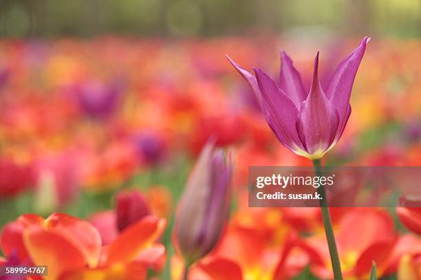 picturing spring - lily flowered tulip stockfoto's en -beelden