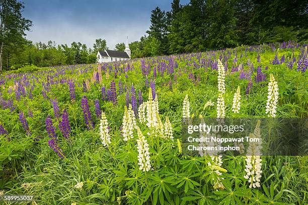 Spring In Nh New Hampshire Spring Photos and Premium High Res Pictures - Getty Images