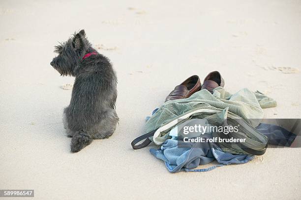 scottish terrier and skinney dippers pile of clothes - skinny dipping stock-fotos und bilder