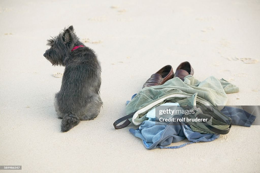 Scottish Terrier and Skinney Dippers Pile of Clothes