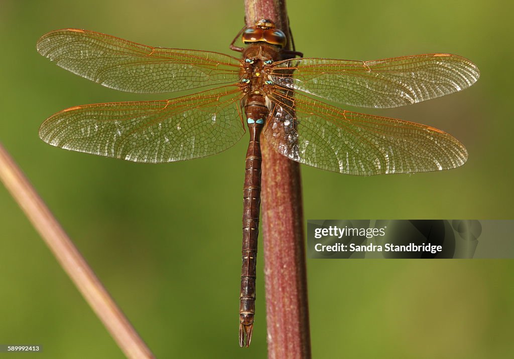 A perched Brown Hawker Dragonfly.